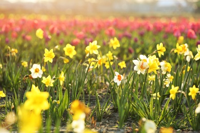 Field with fresh beautiful narcissus flowers on sunny day