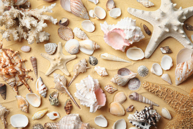 Different beautiful sea shells on sand, flat lay