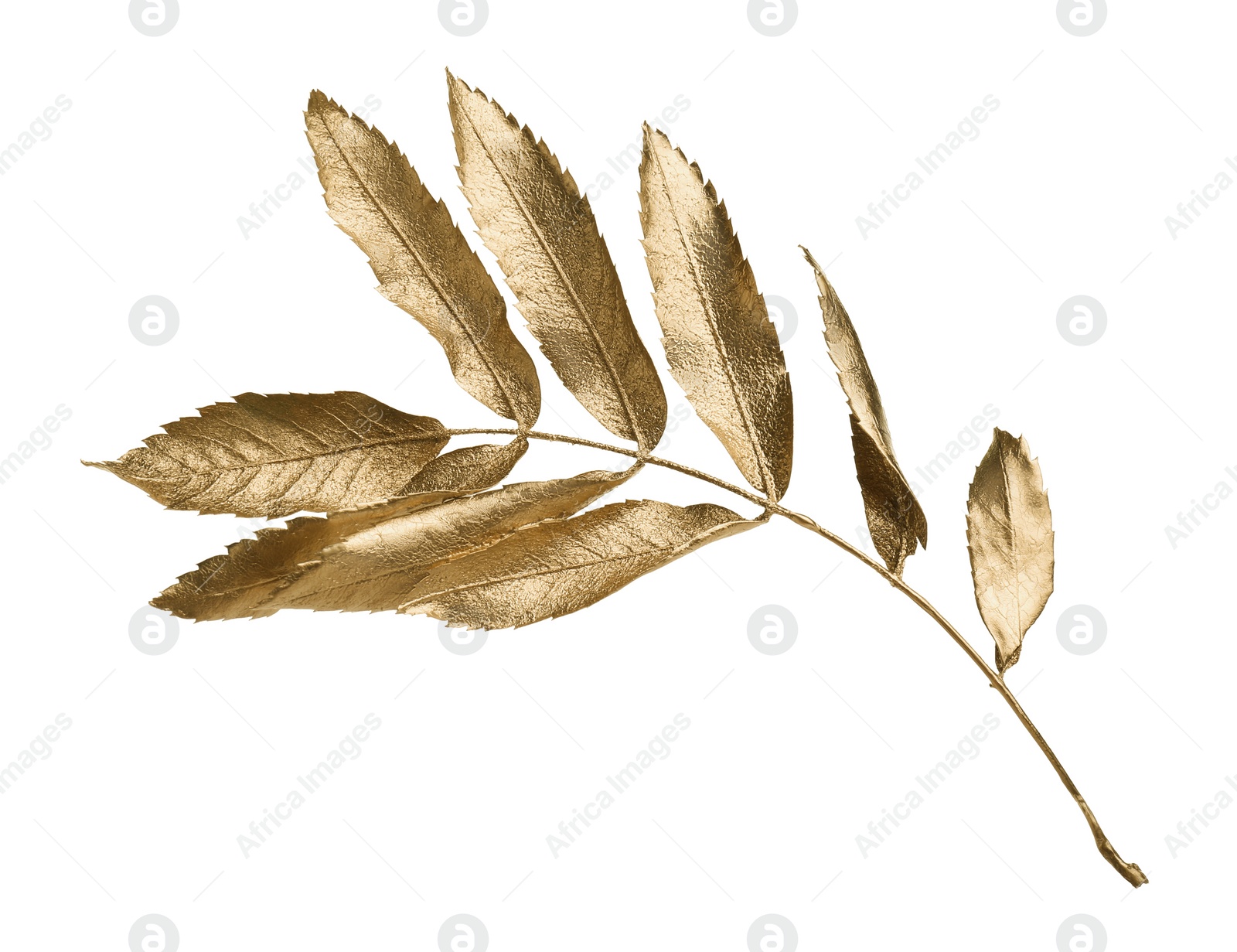 Photo of Twig of golden rowan leaves isolated on white. Autumn season