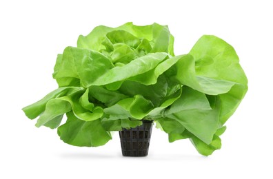 Photo of Fresh green butter lettuce head isolated on white