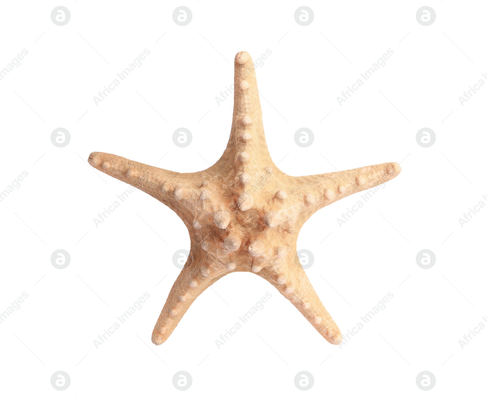 Photo of Beautiful sea star (starfish) isolated on white