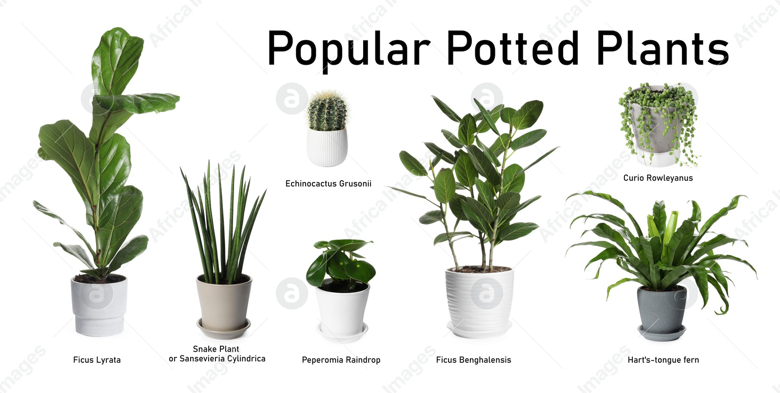 Image of Set of many different popular potted plants with names on white background