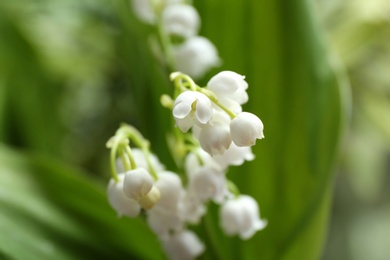 Beautiful fragrant lily of the valley, closeup