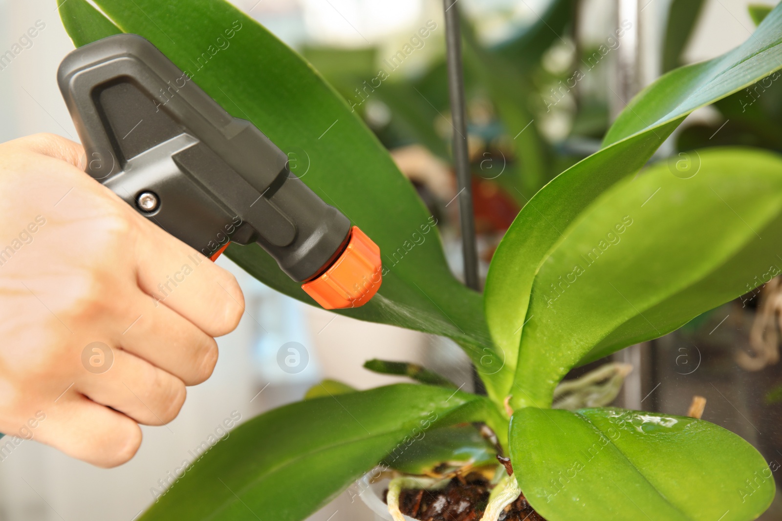 Photo of Woman spraying orchid plant on window sill, closeup