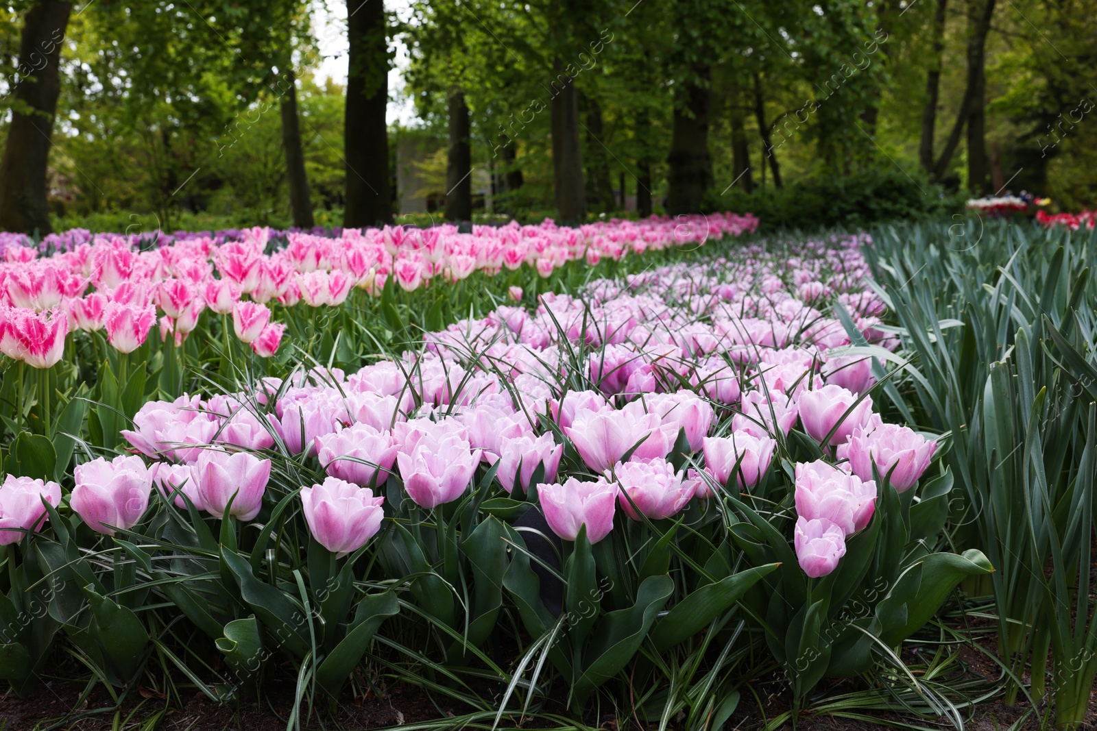 Photo of Many beautiful tulip flowers growing in park. Spring season