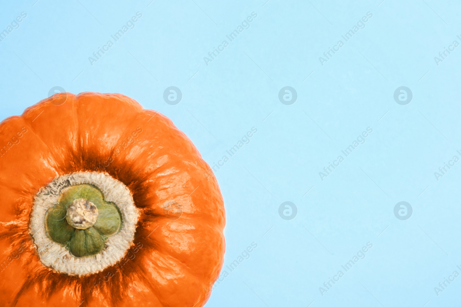 Photo of Fresh ripe pumpkin on blue background, top view with space for text. Holiday decoration