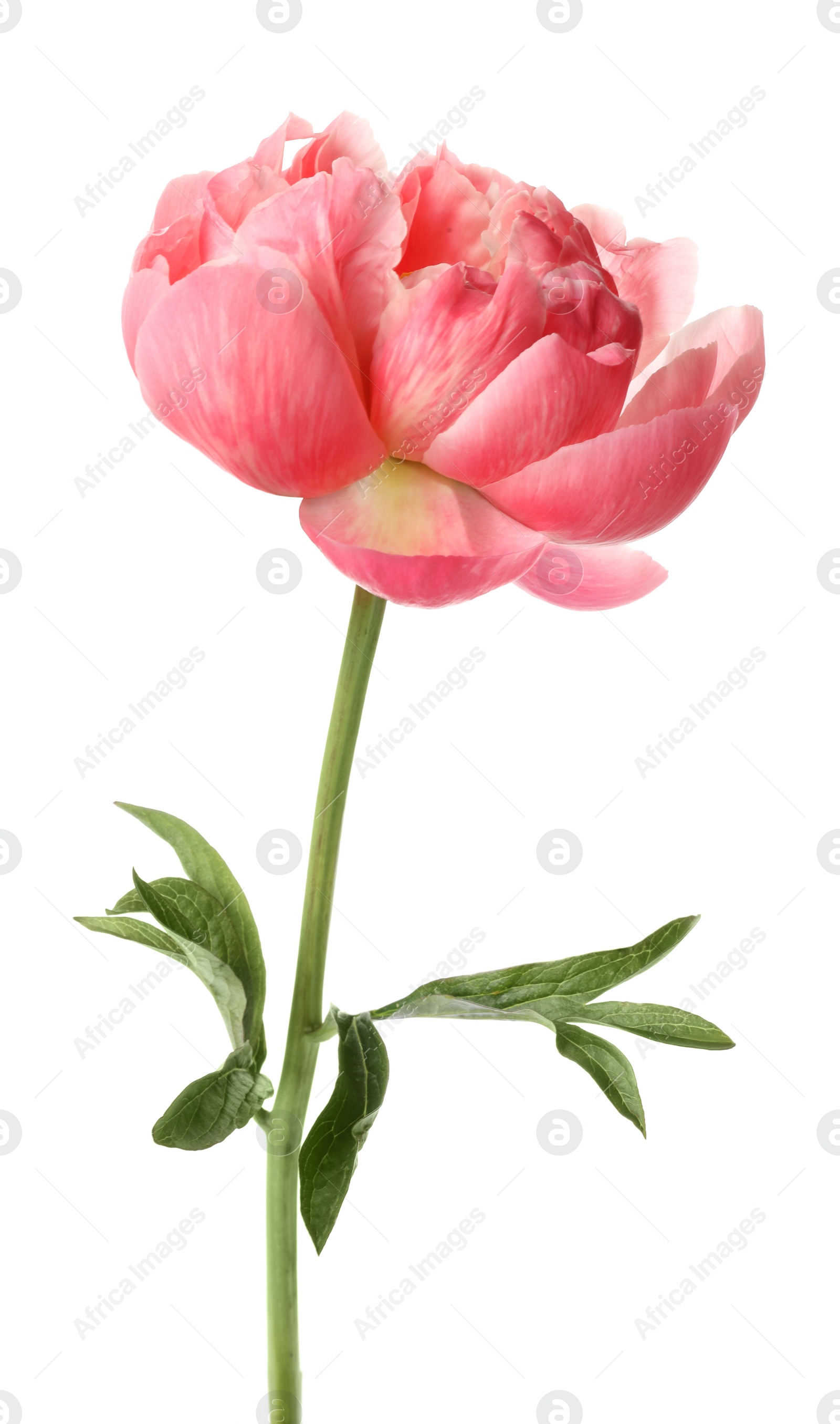 Photo of Beautiful blooming pink peony isolated on white