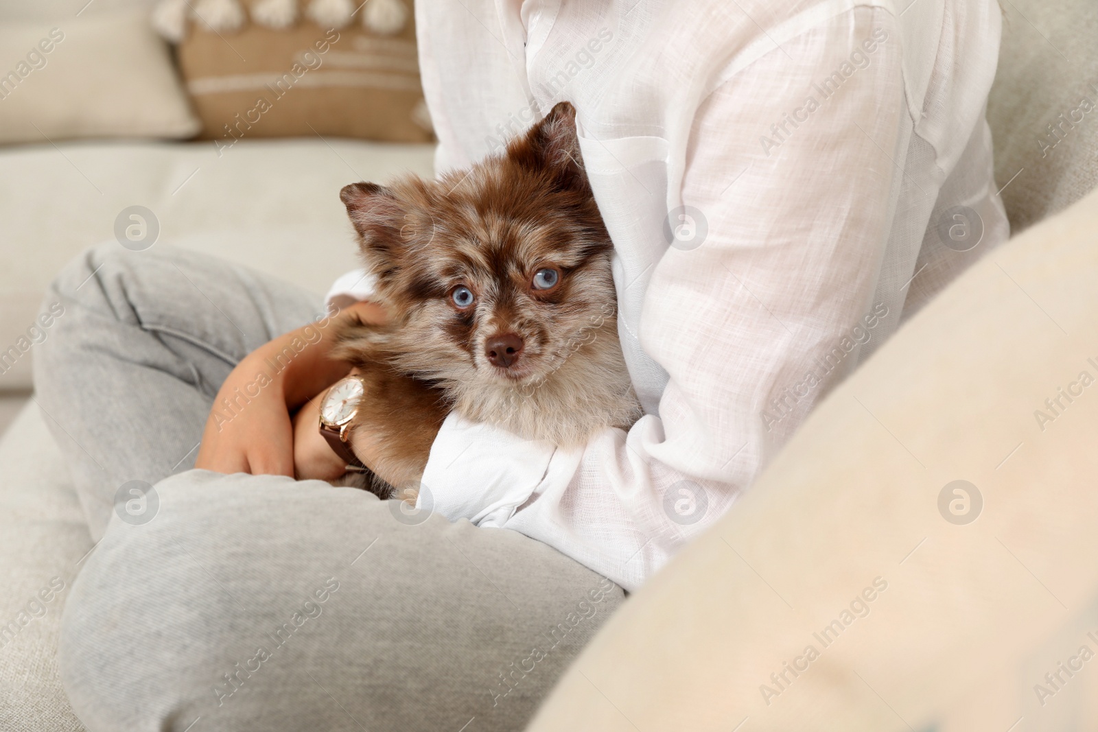 Photo of Woman with cute dog on sofa in living room, closeup