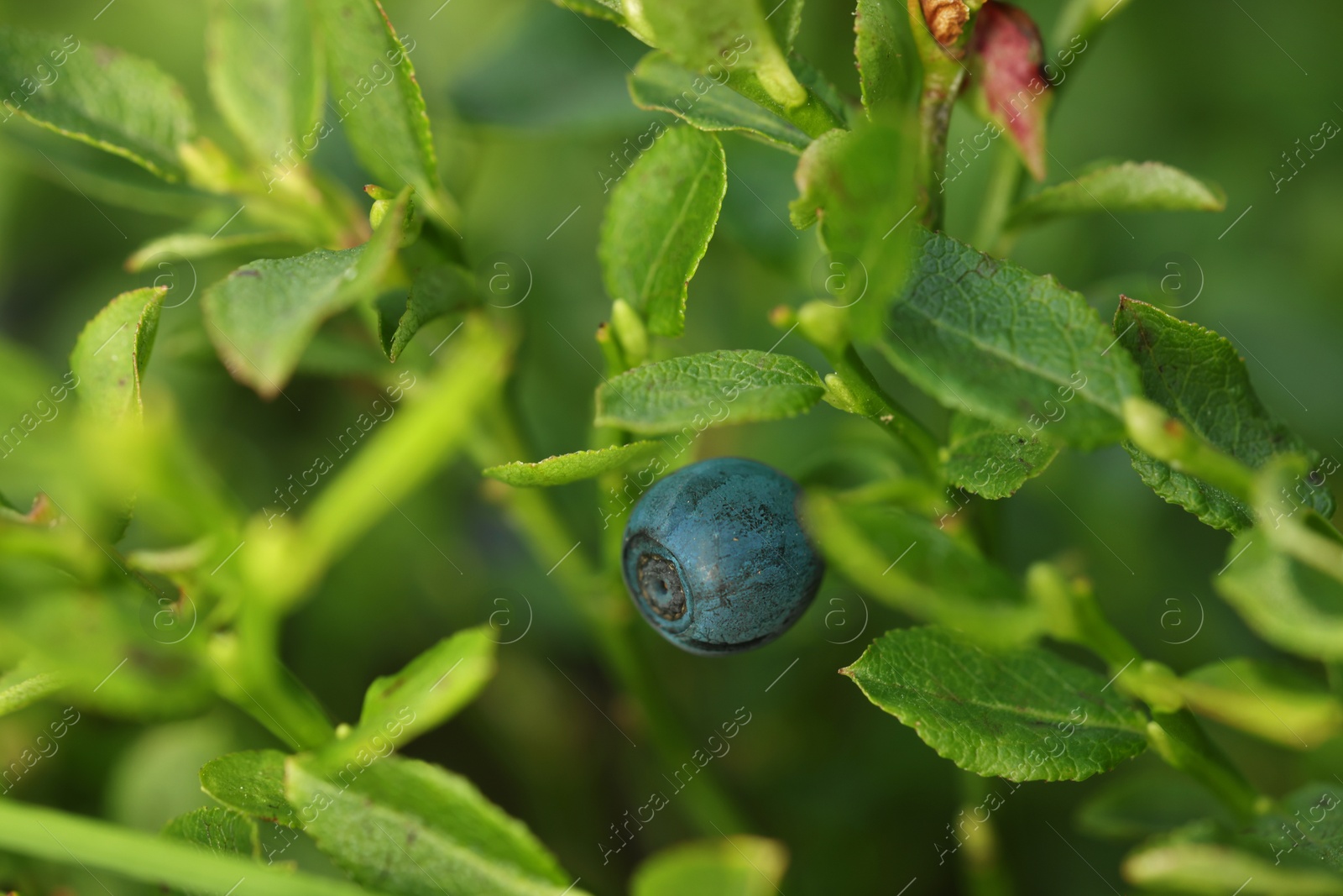 Photo of One bilberry growing in forest, closeup. Seasonal berries