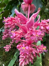 Photo of Beautiful Medinilla shrub with pink flowers growing in botanic garden, closeup