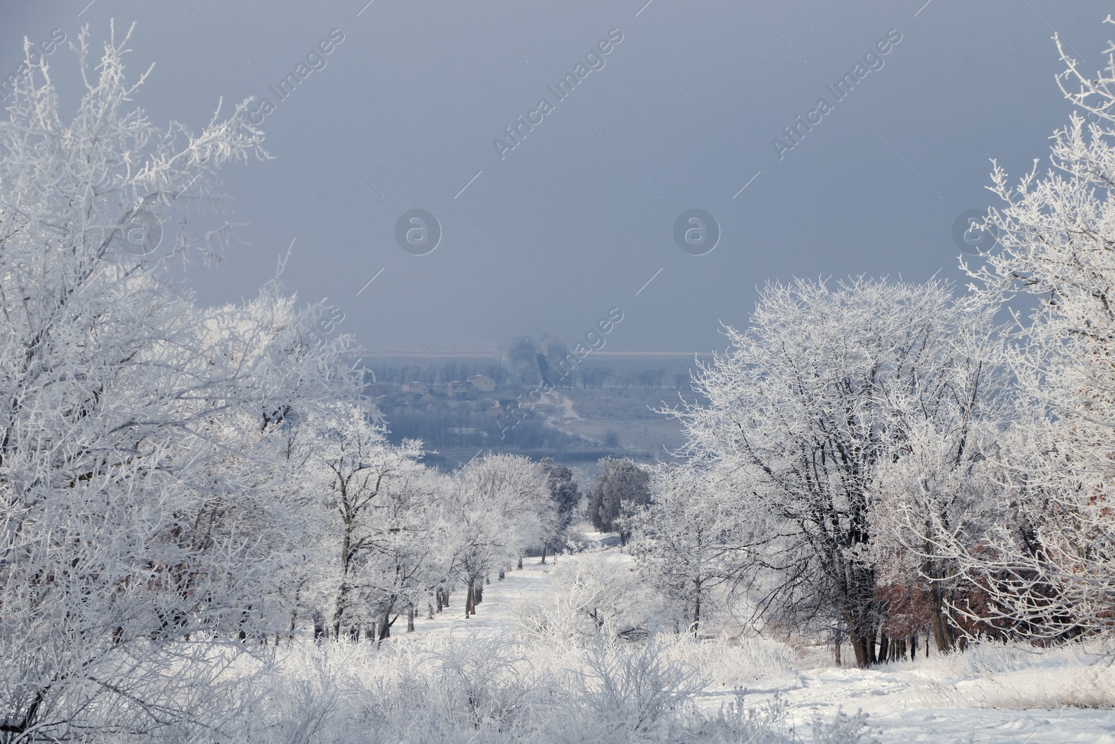 Photo of Plants covered with hoarfrost outdoors on winter morning