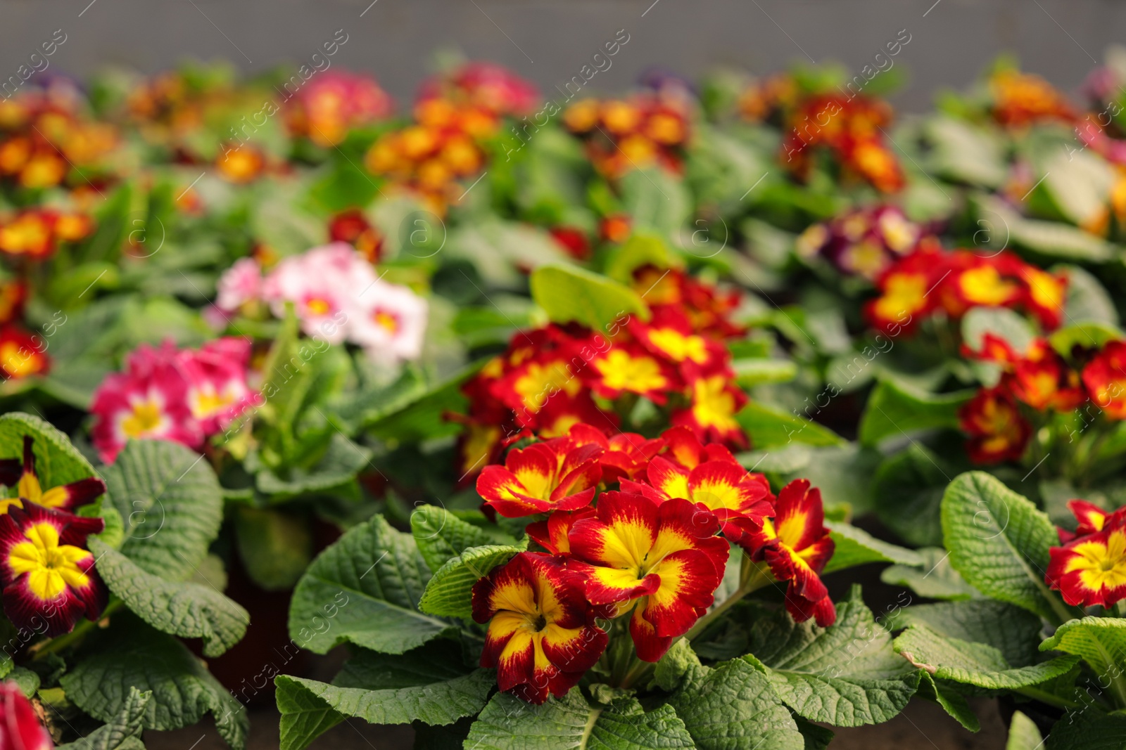 Photo of Many blooming flowers in greenhouse, closeup view. Home gardening