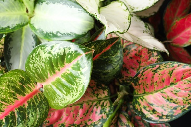 Aglaonemas with beautiful leaves as background, closeup. Tropical plants