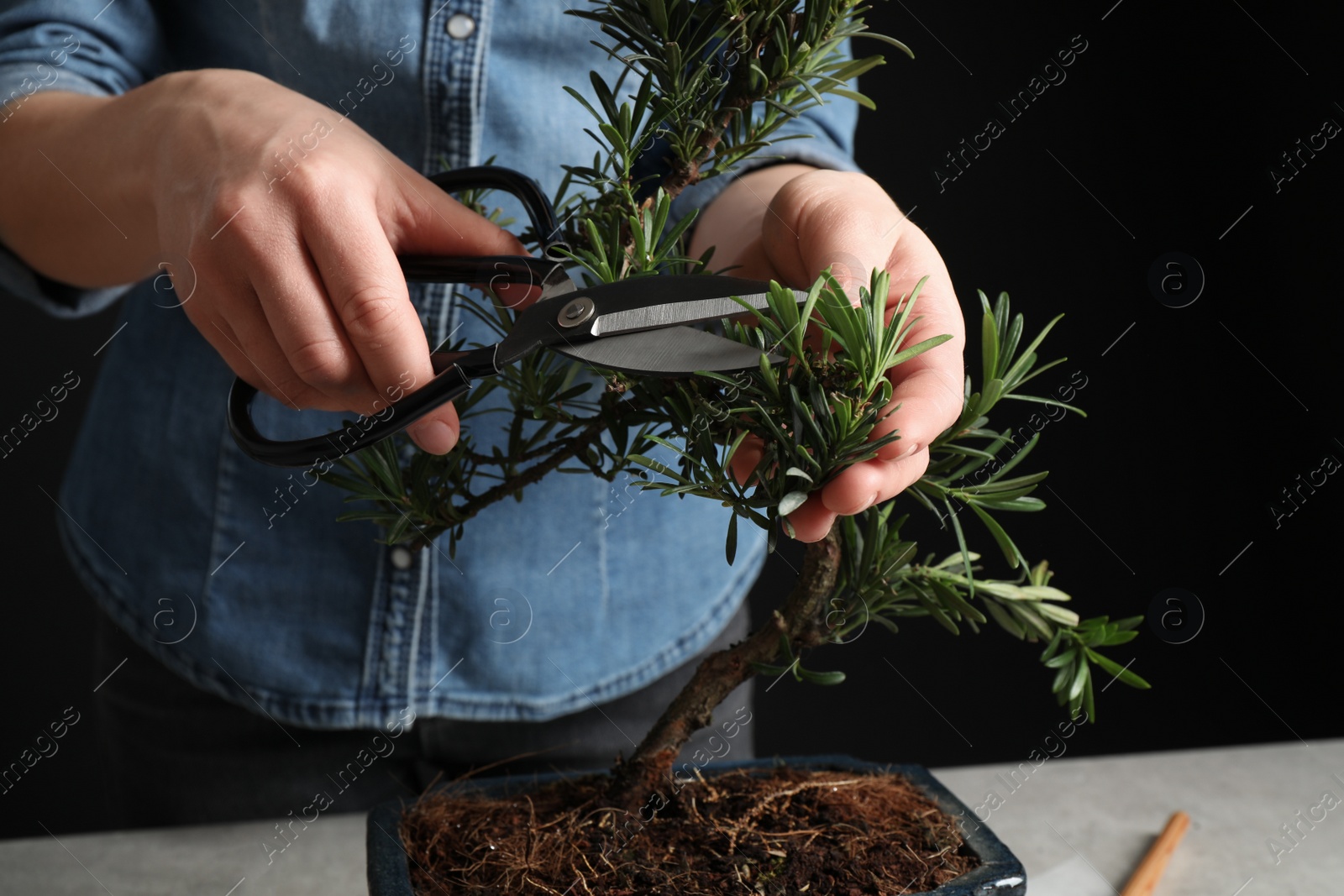 Photo of Woman trimming Japanese bonsai plant, closeup. Creating zen atmosphere at home