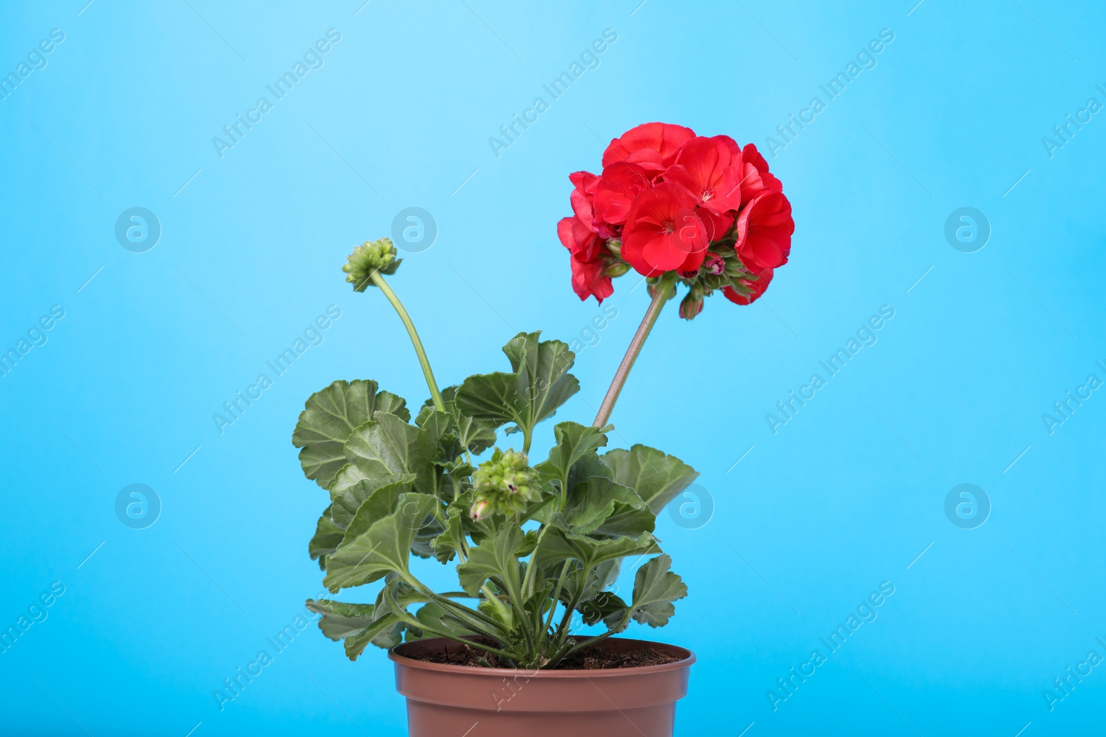 Photo of Beautiful potted geranium flower on light blue background, closeup