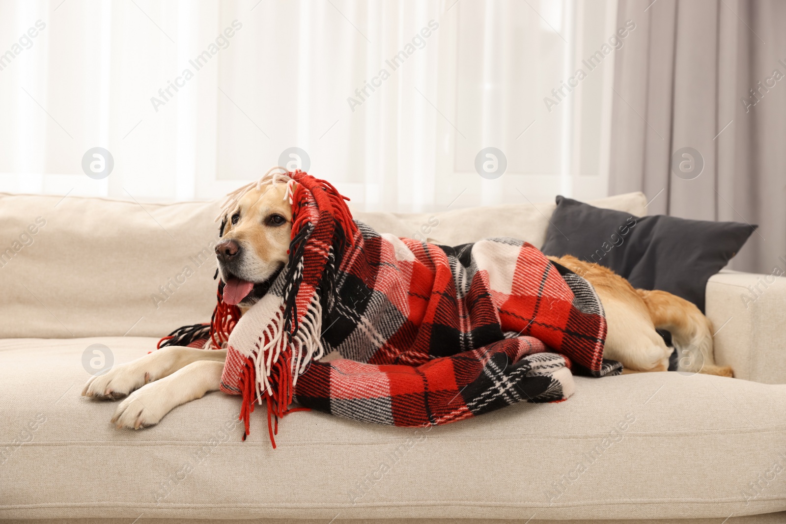 Photo of Cute Labrador Retriever with plaid on sofa at home