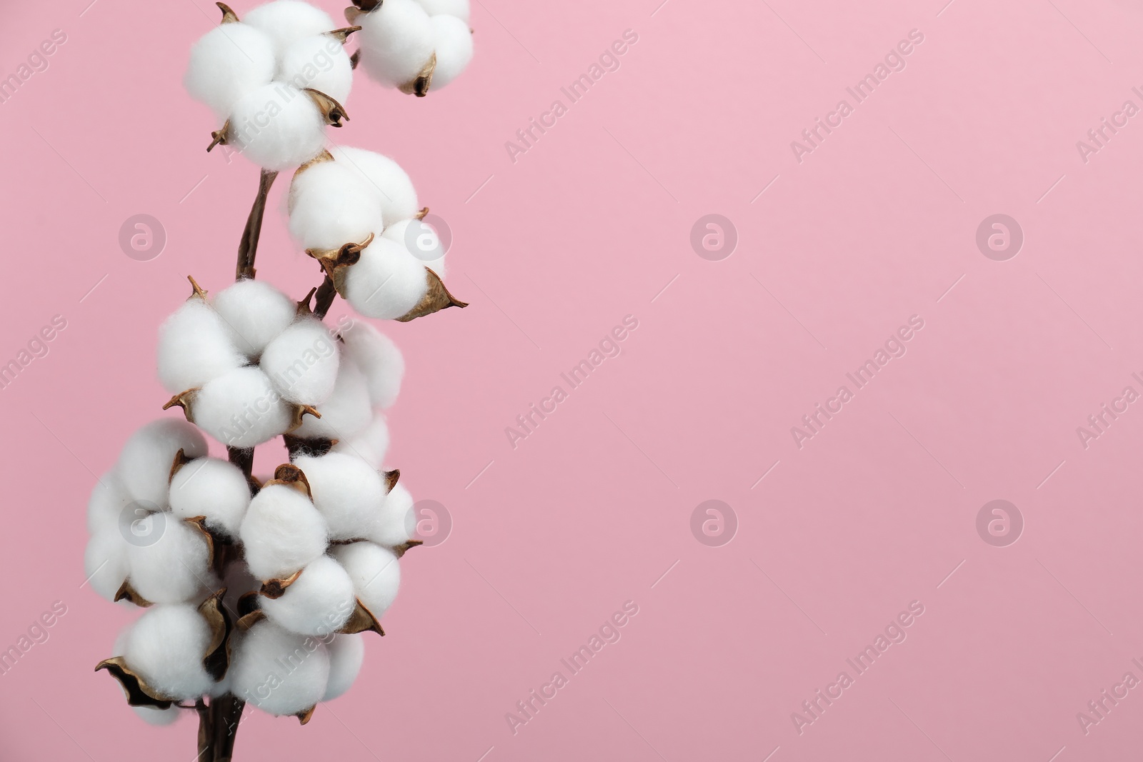 Photo of Beautiful cotton branch with fluffy flowers on pink background, space for text