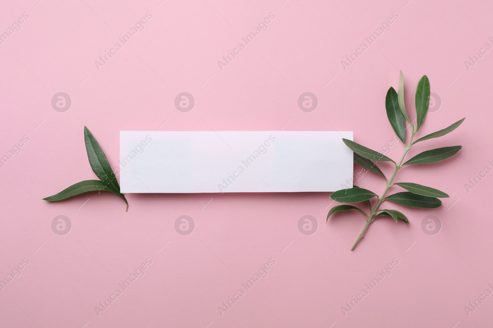 Photo of Flat lay composition of twig with fresh green olive leaves and blank card for text on color background