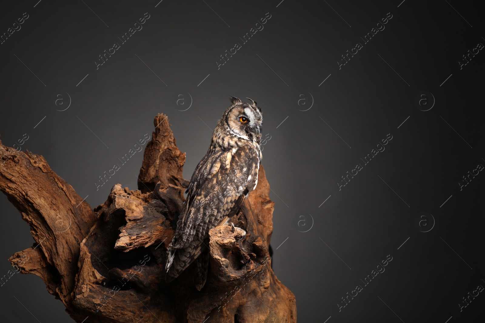 Photo of Beautiful eagle owl on tree against grey background, space for text. Predatory bird