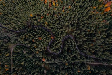 Aerial view of beautiful forest, river and empty road on autumn day