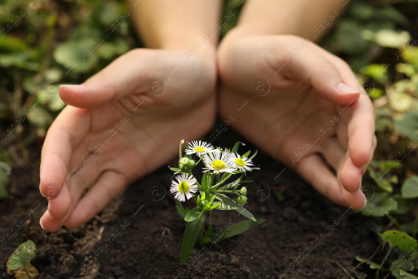 Photo of Woman transplanting beautiful flowers into soil in garden, closeup