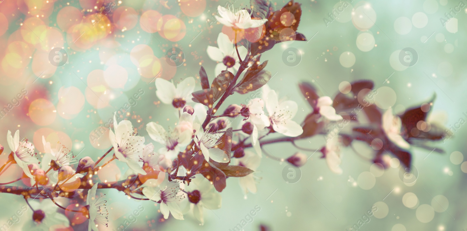Image of Closeup viewblossoming tree outdoors on spring day, banner design
