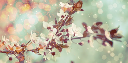 Image of Closeup view of blossoming tree outdoors on spring day, banner design