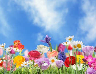 Image of Many beautiful spring flowers outdoors on sunny day