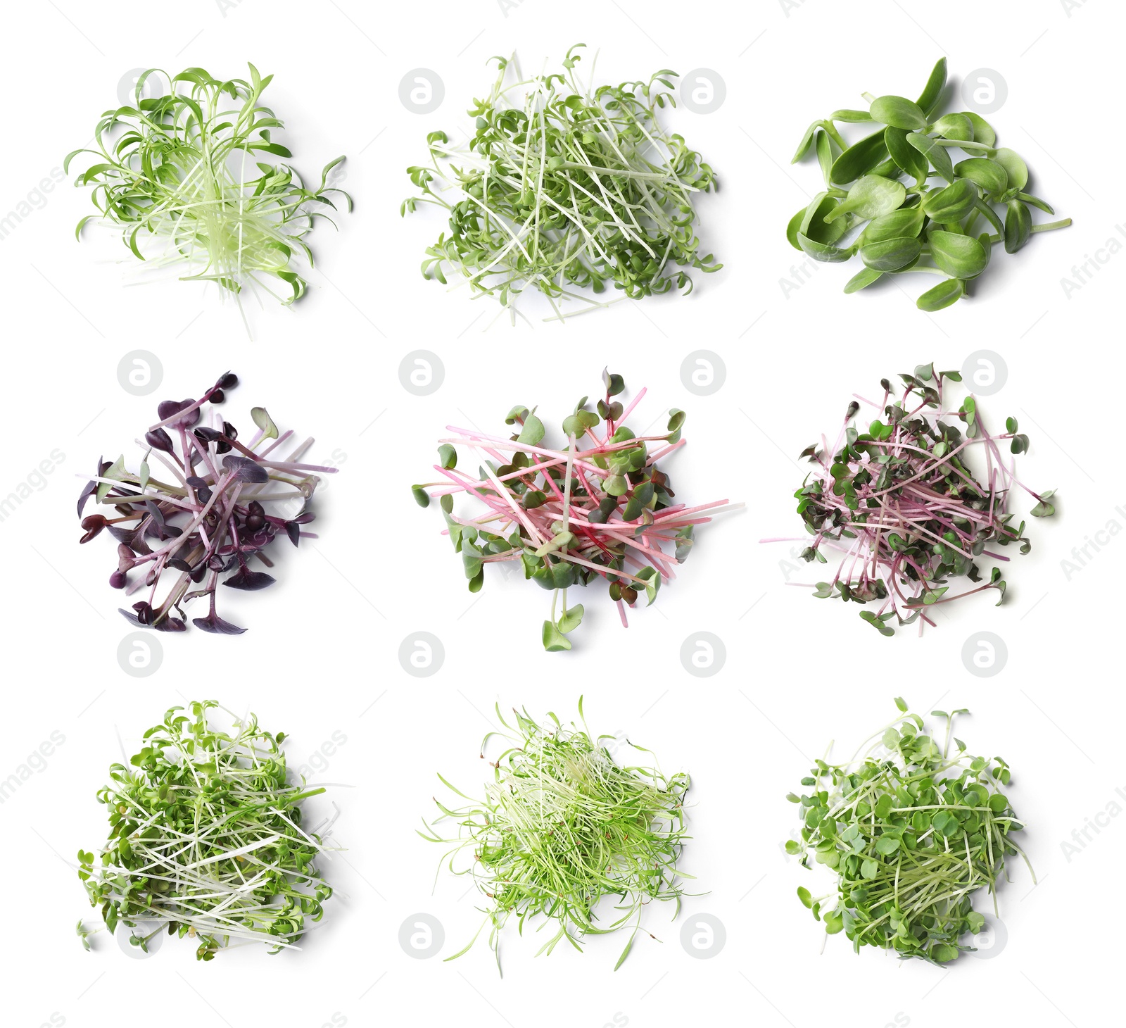 Image of Set of different fresh microgreens on white background, top view