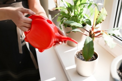 Photo of Woman watering growing home plant on windowsill indoors, closeup