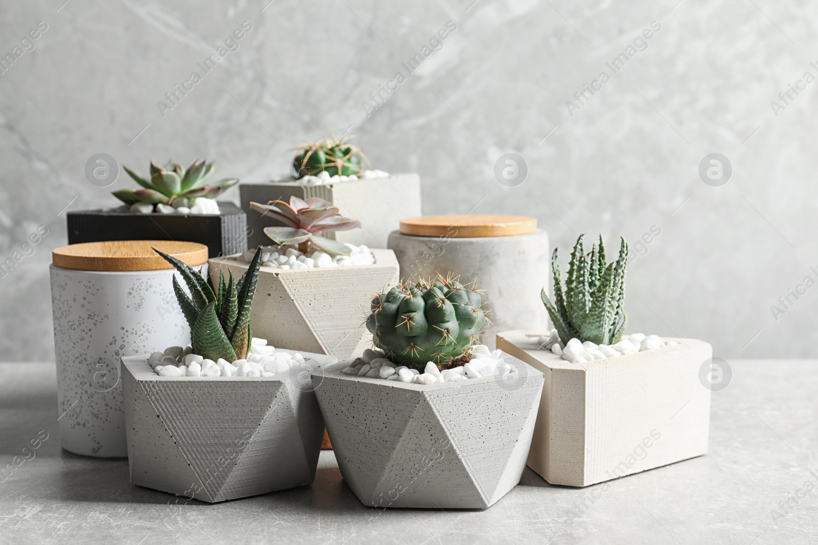 Photo of Beautiful succulent plants in stylish flowerpots on table against grey background. Home decor