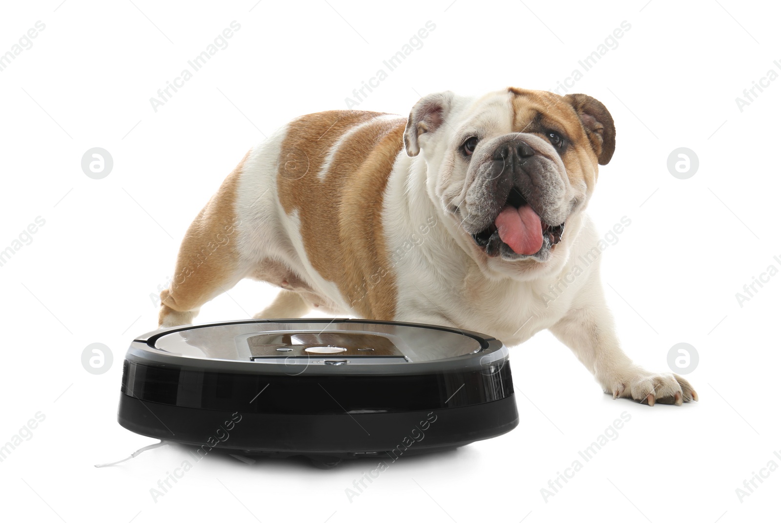 Photo of Robotic vacuum cleaner and adorable dog on white background