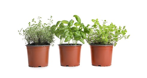 Different aromatic potted herbs on white background