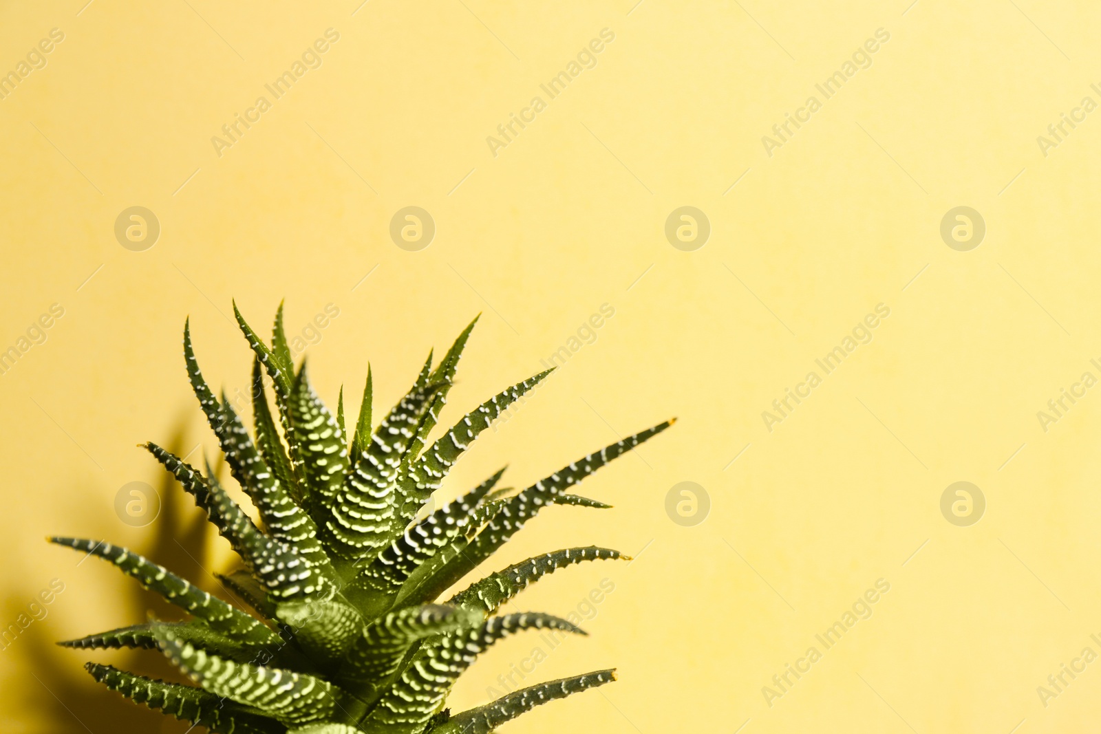 Photo of Beautiful succulent (Haworthia fasciata) on beige background. Space for text