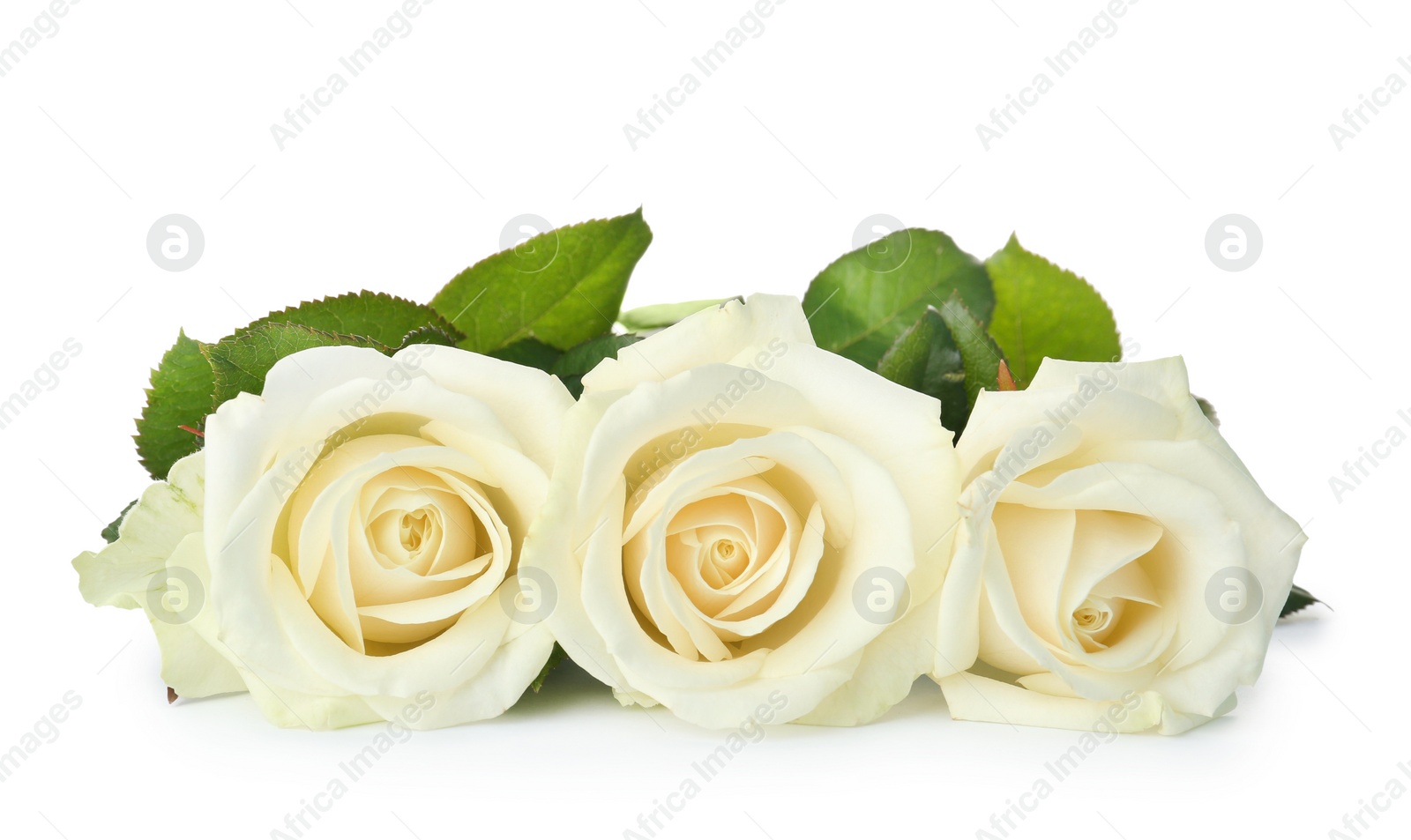 Photo of Beautiful fresh roses on white background. Funeral symbol