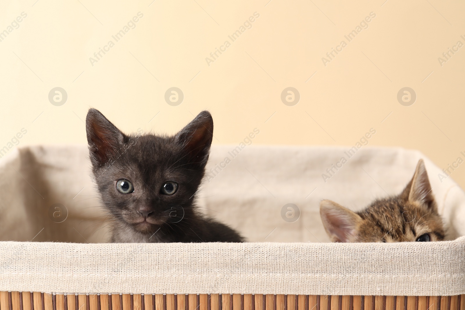 Photo of Cute fluffy kittens in basket against beige background. Baby animals