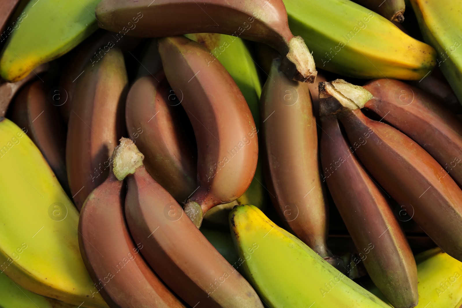 Photo of Different types of bananas as background, top view