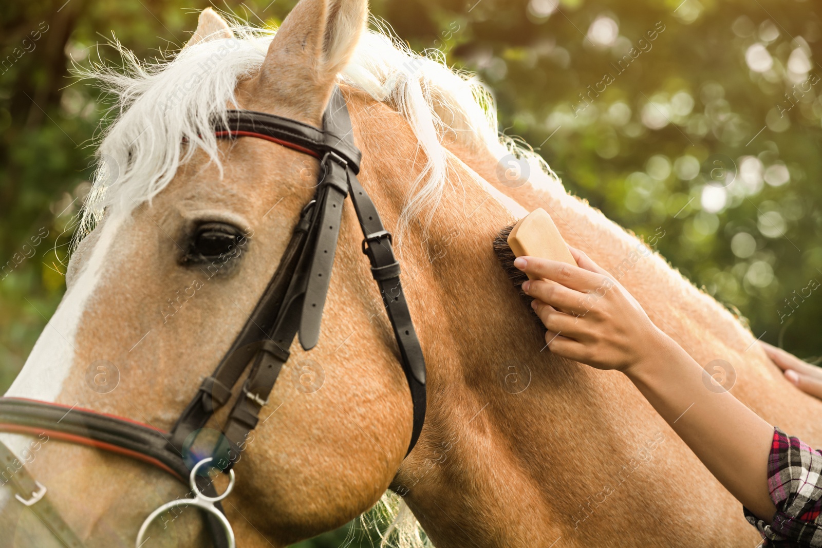 Image of Woman brushing beautiful palomino horse outdoors on sunny day closeup