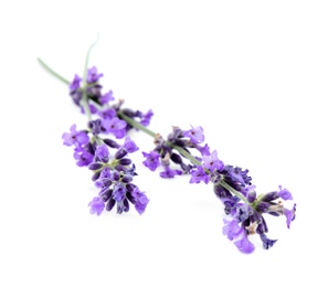 Beautiful tender lavender flowers on white background