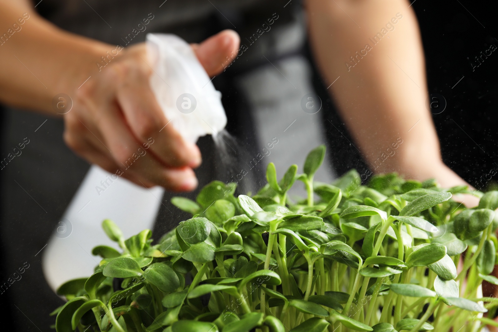 Photo of Woman spraying microgreen with water, closeup view