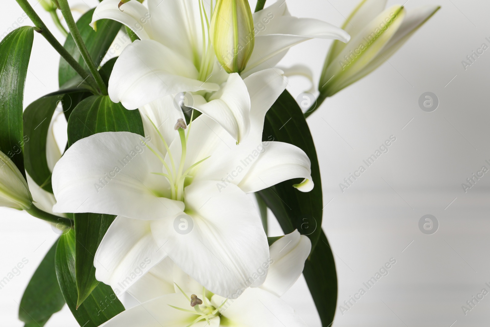 Photo of Beautiful lily flowers on white background, closeup. Space for text