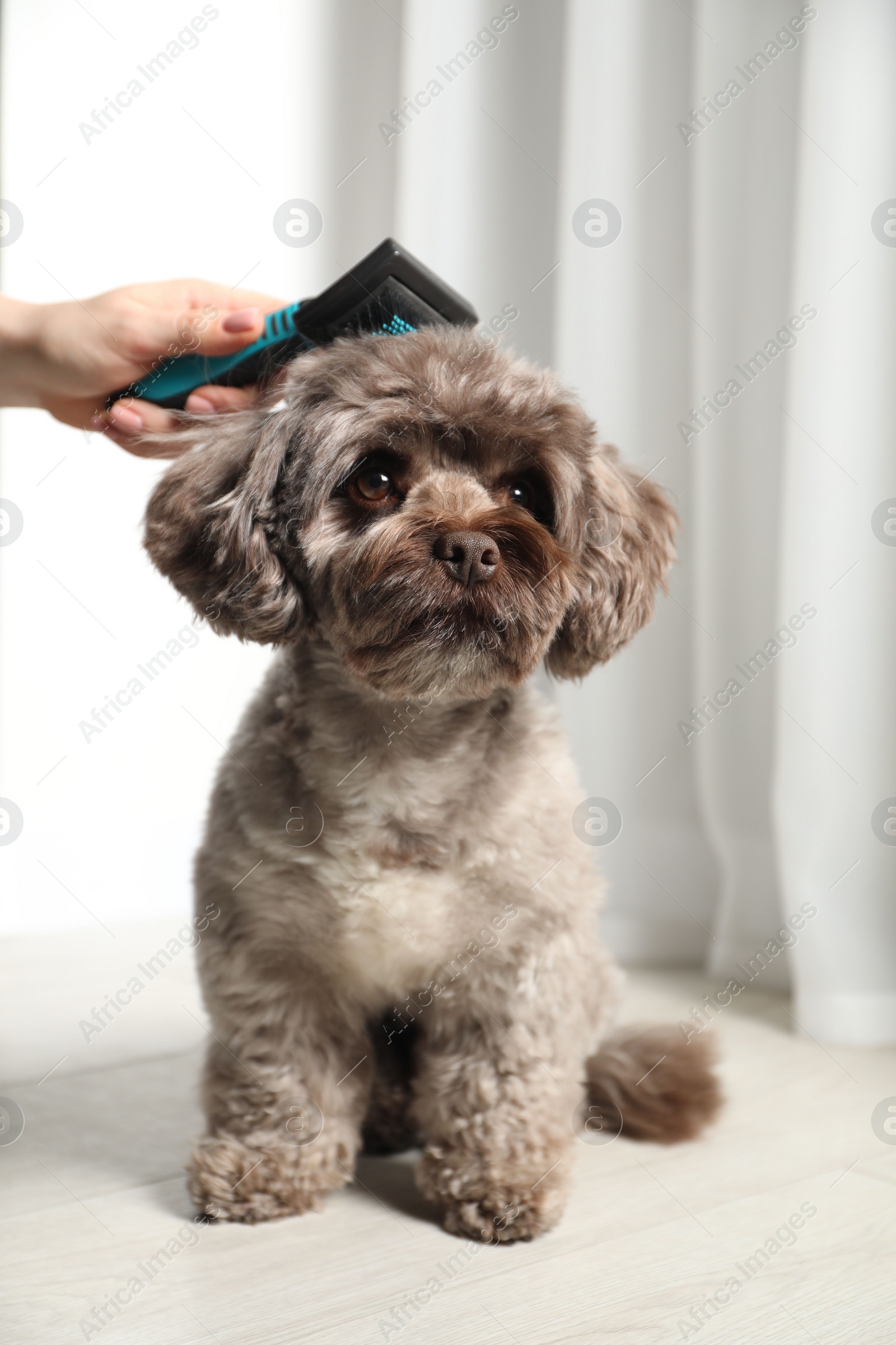 Photo of Woman brushing cute Maltipoo dog indoors, closeup. Lovely pet