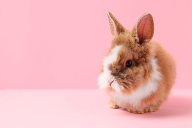 Photo of Cute little rabbit on pink background, space for text. Adorable pet