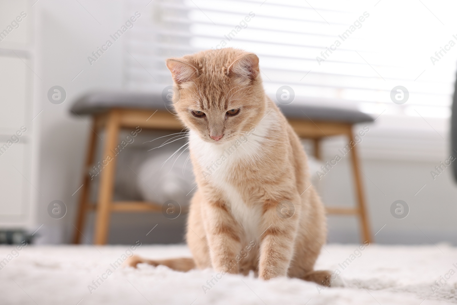 Photo of Cute ginger cat lying on floor at home