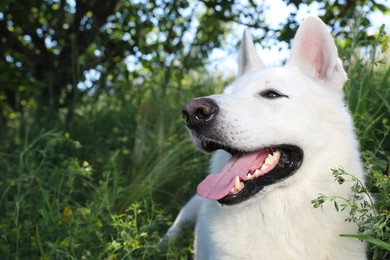 Photo of Cute white Swiss Shepherd dog in park. Space for text