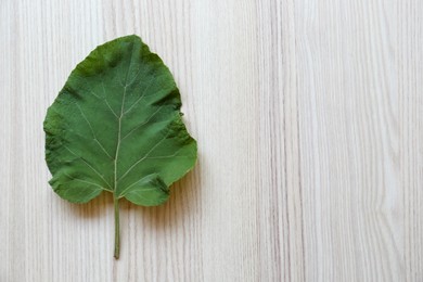 Photo of Fresh green burdock leaf on light wooden table, top view. Space for text