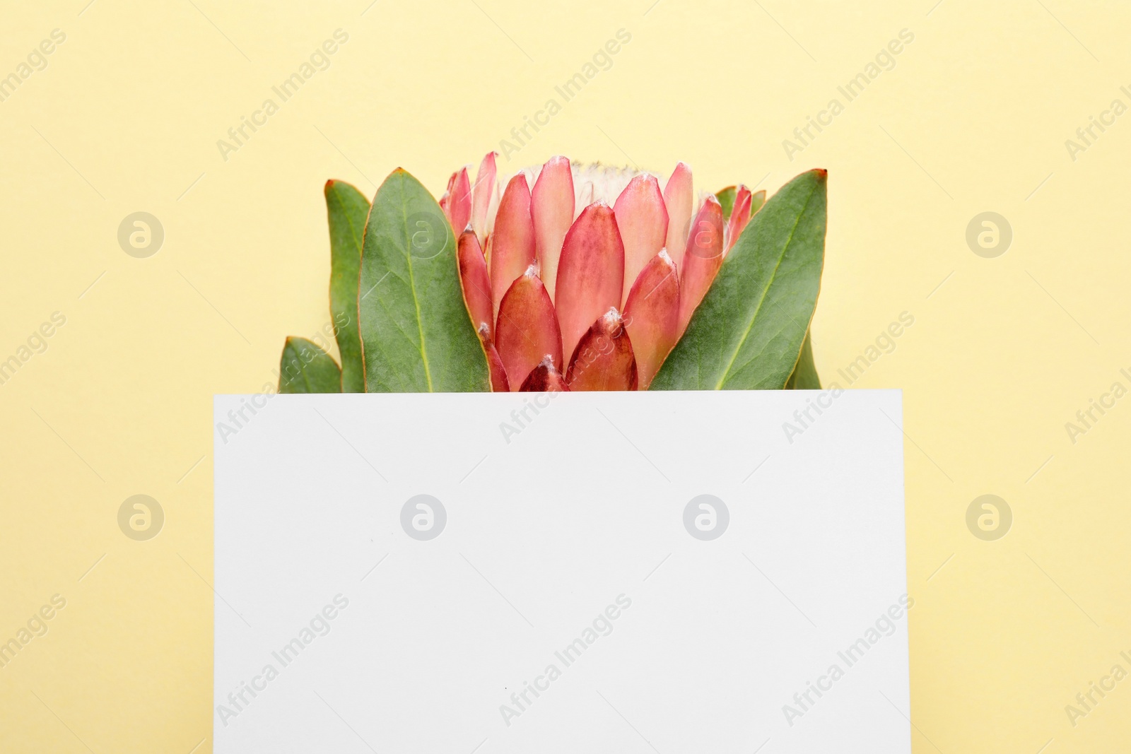 Photo of Creative composition with tropical flower and card on color background, top view