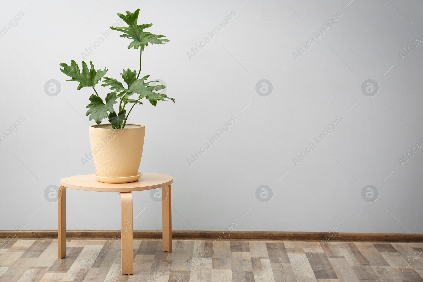 Photo of Tropical philodendron with big leaves on table indoors