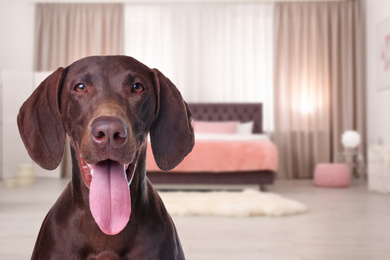 Image of Cute dog in room, space for text. Pet friendly hotel 