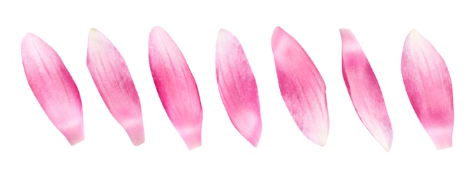 Image of Set of beautiful pink lotus flower petals on white background. Banner design 